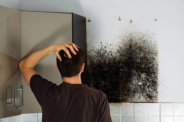 Best Emergency Mold Removal  in USA